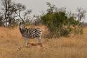 127 Zuid-Afrika, Sabi Sand Game Reserve